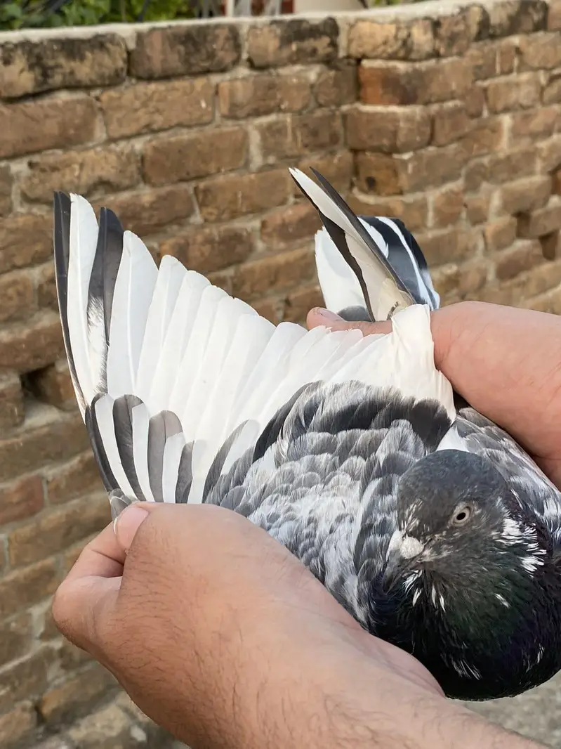 teddy breedar madi jaldar breedar male — photo 7