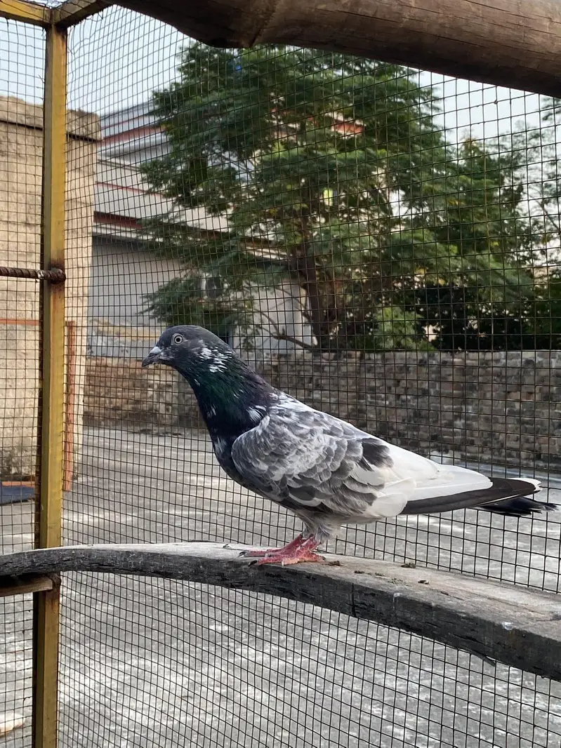 teddy breedar madi jaldar breedar male — photo 8