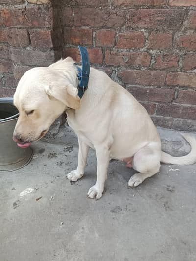 Labrador American female for sale