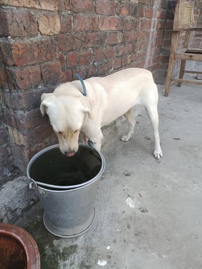 Labrador American female for sale