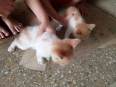 kittens Available