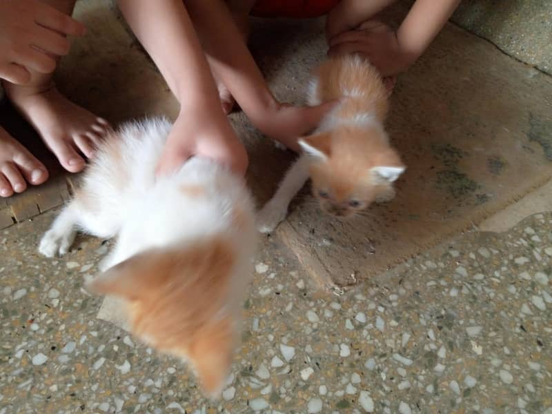 kittens Available 5
