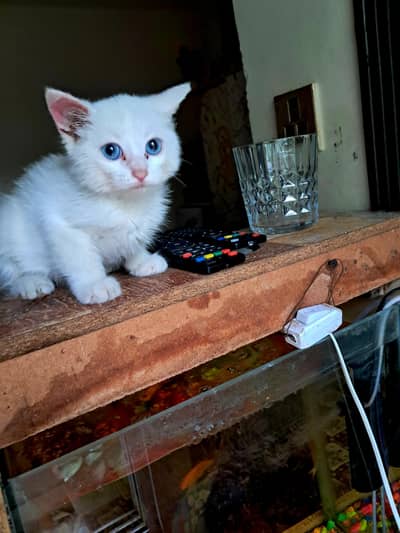 Persian Cat