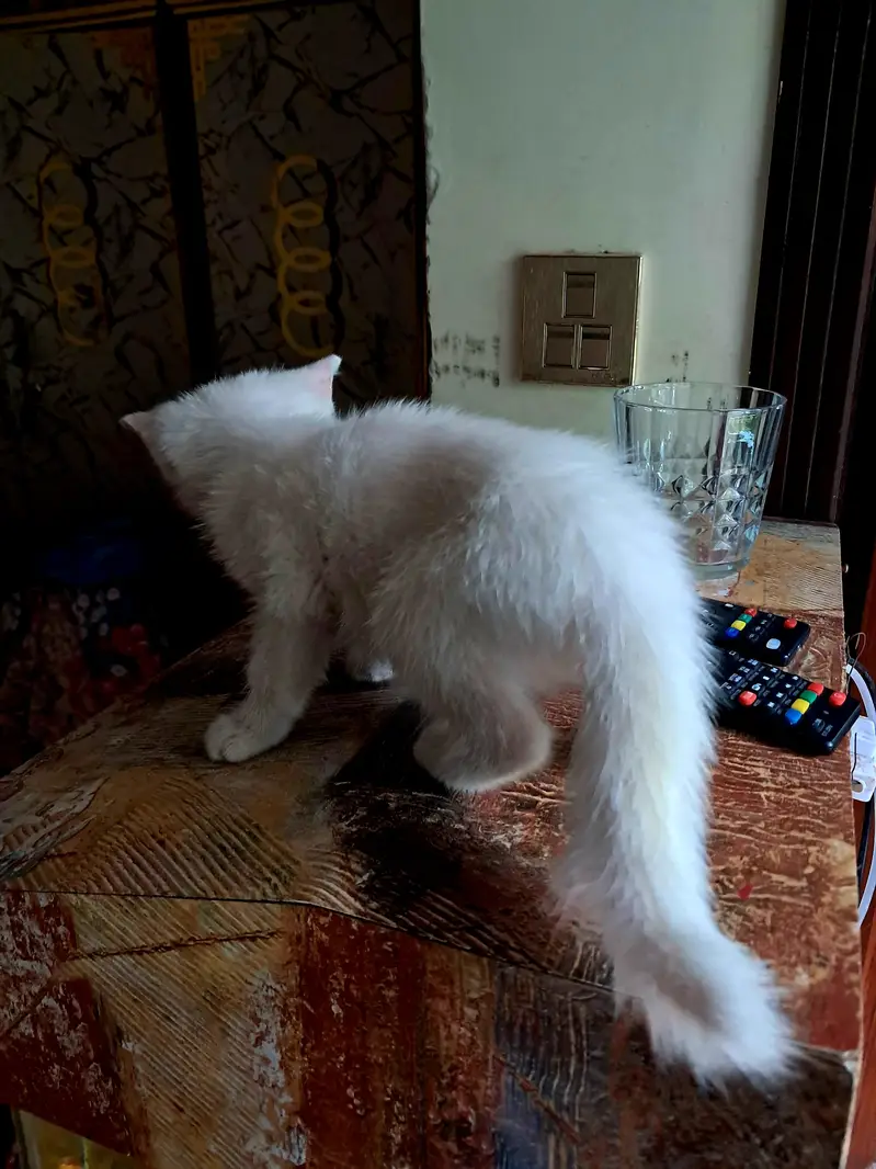 Persian Cat — photo 2