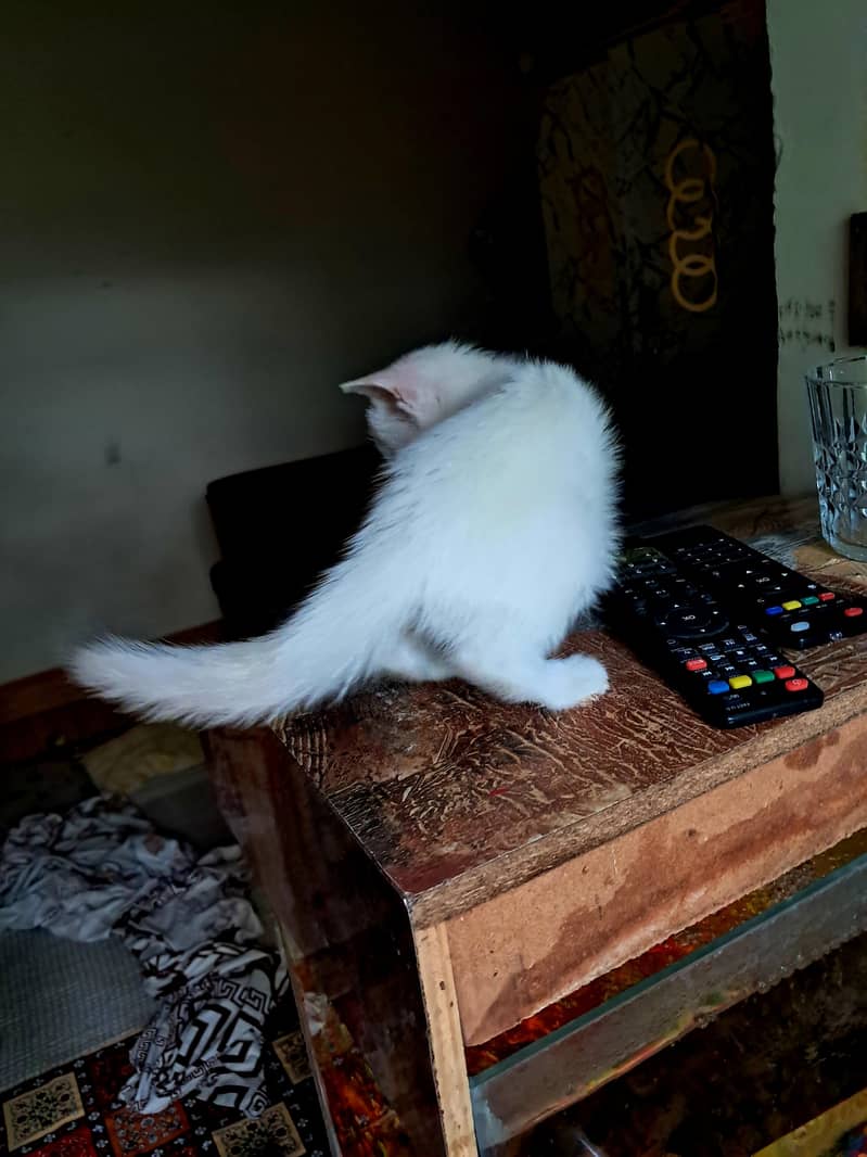 Persian Cat 2
