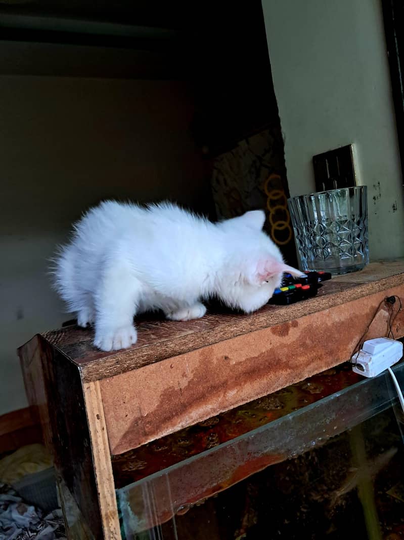 Persian Cat 3