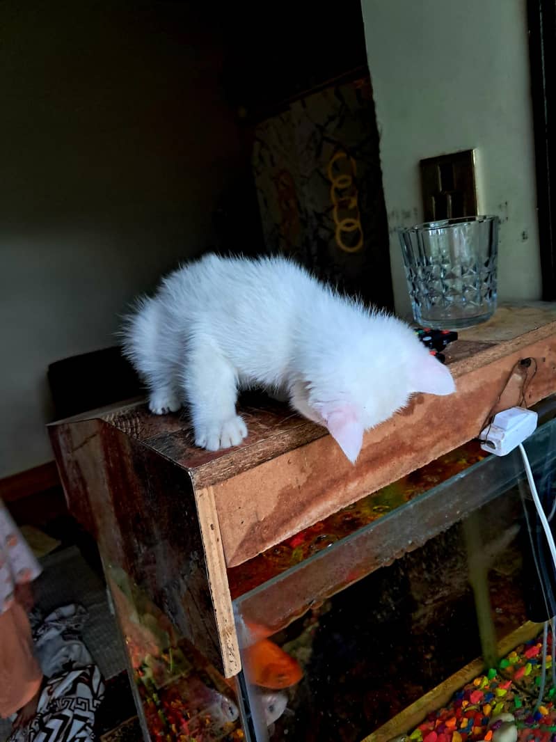 Persian Cat 4
