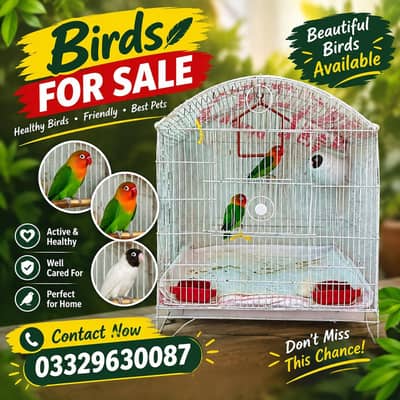 Lovebirds for Sale with Cage
