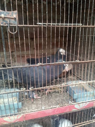 fancy pigeon mixx