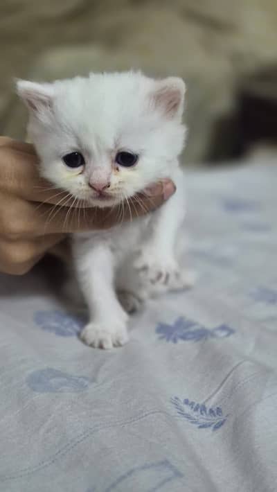 KITTEN FOR SALE