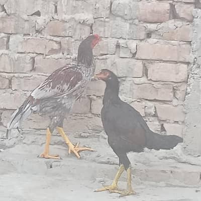 aseel pair