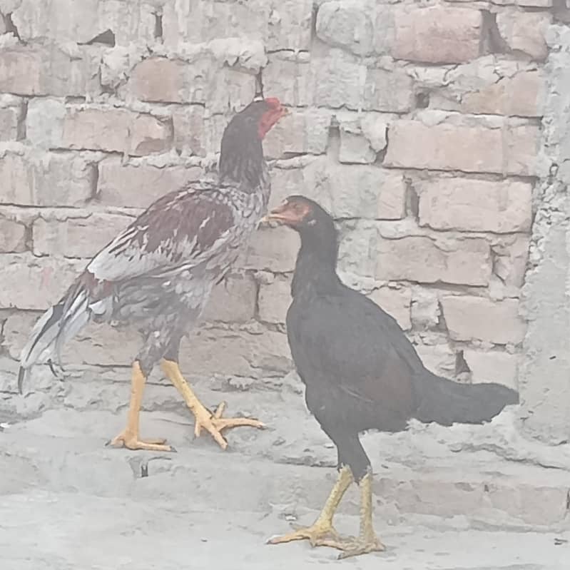aseel pair 0