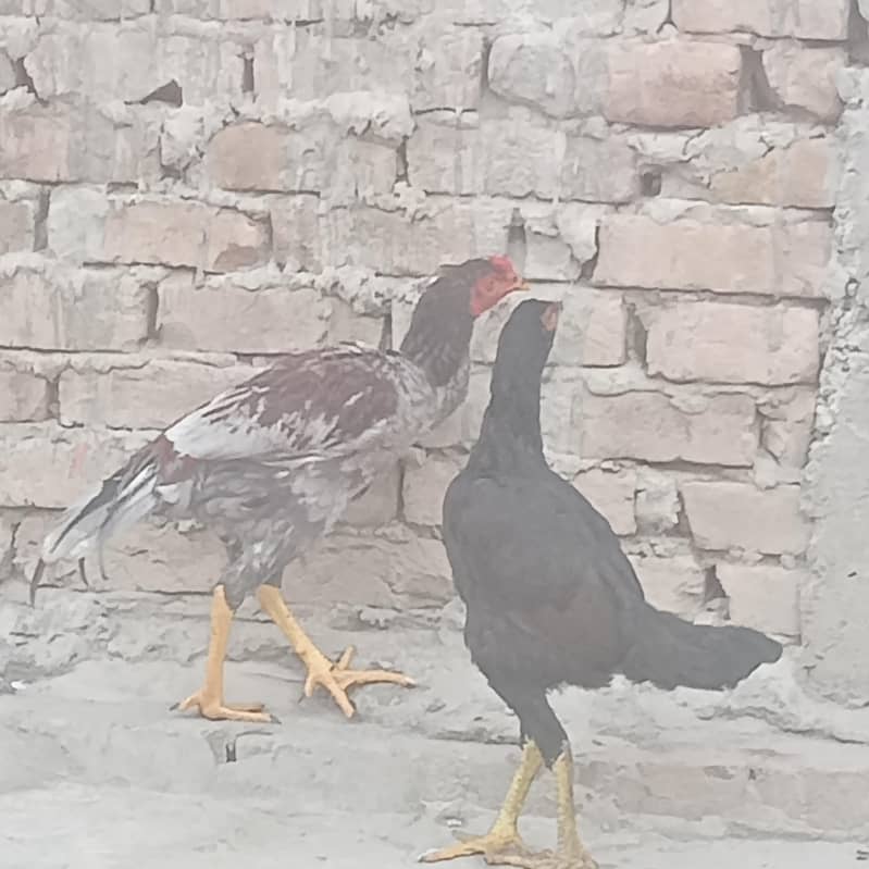 aseel pair 1