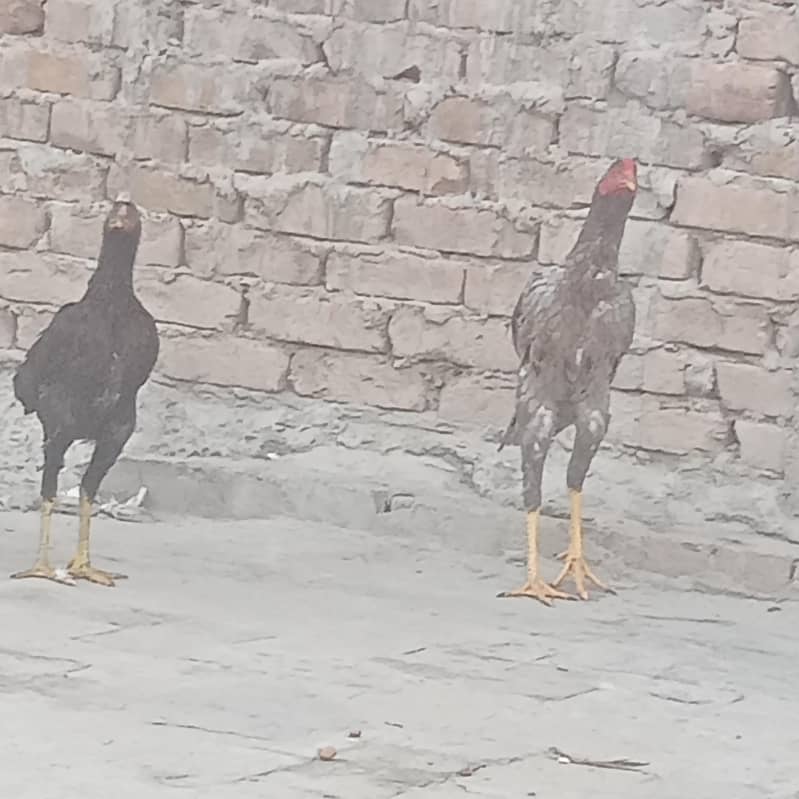 aseel pair 2