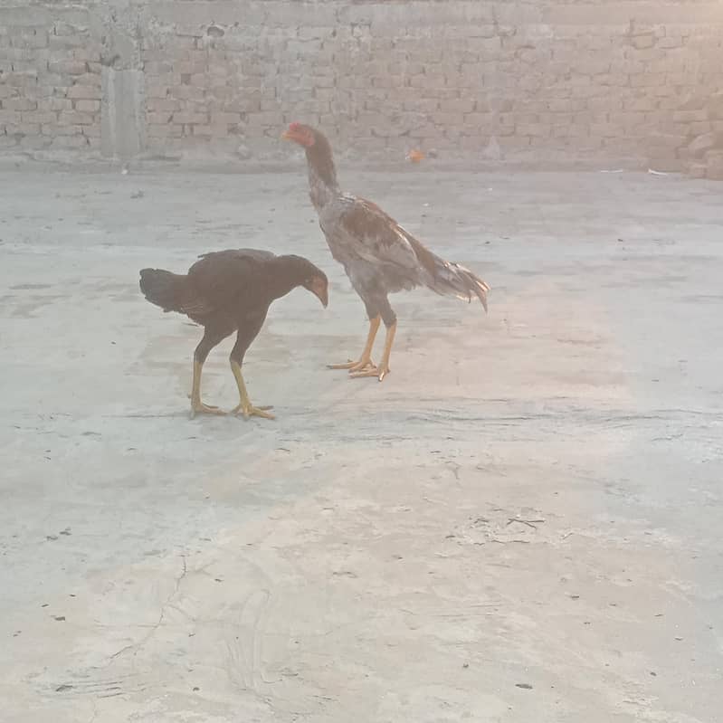 aseel pair 3