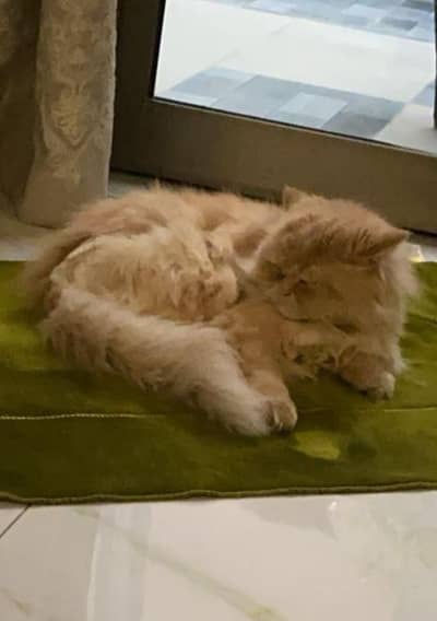 persian punch face cat for adoption