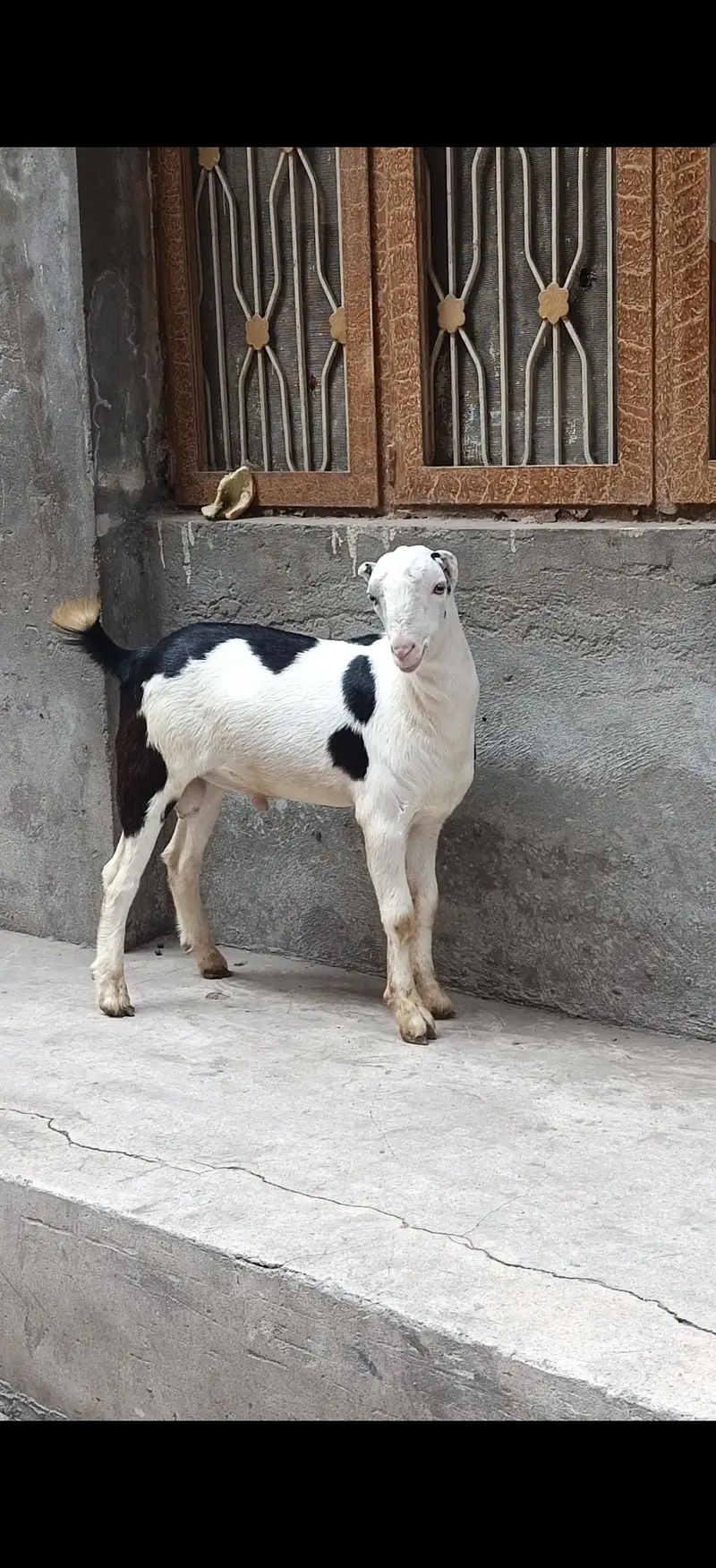 gulabi traditional male — photo 3