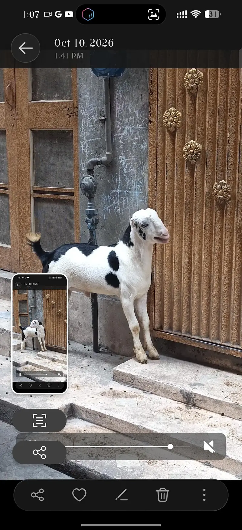 gulabi traditional male — photo 4
