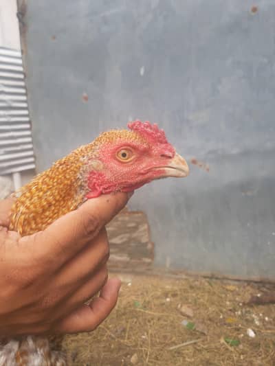 Different Aseel for Sale