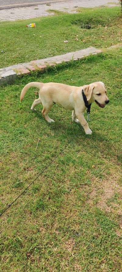 labra dog