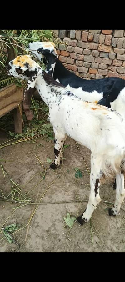 MashAlllah boht khubsurat Bakra 2027 ki qurbani k Liye best ha