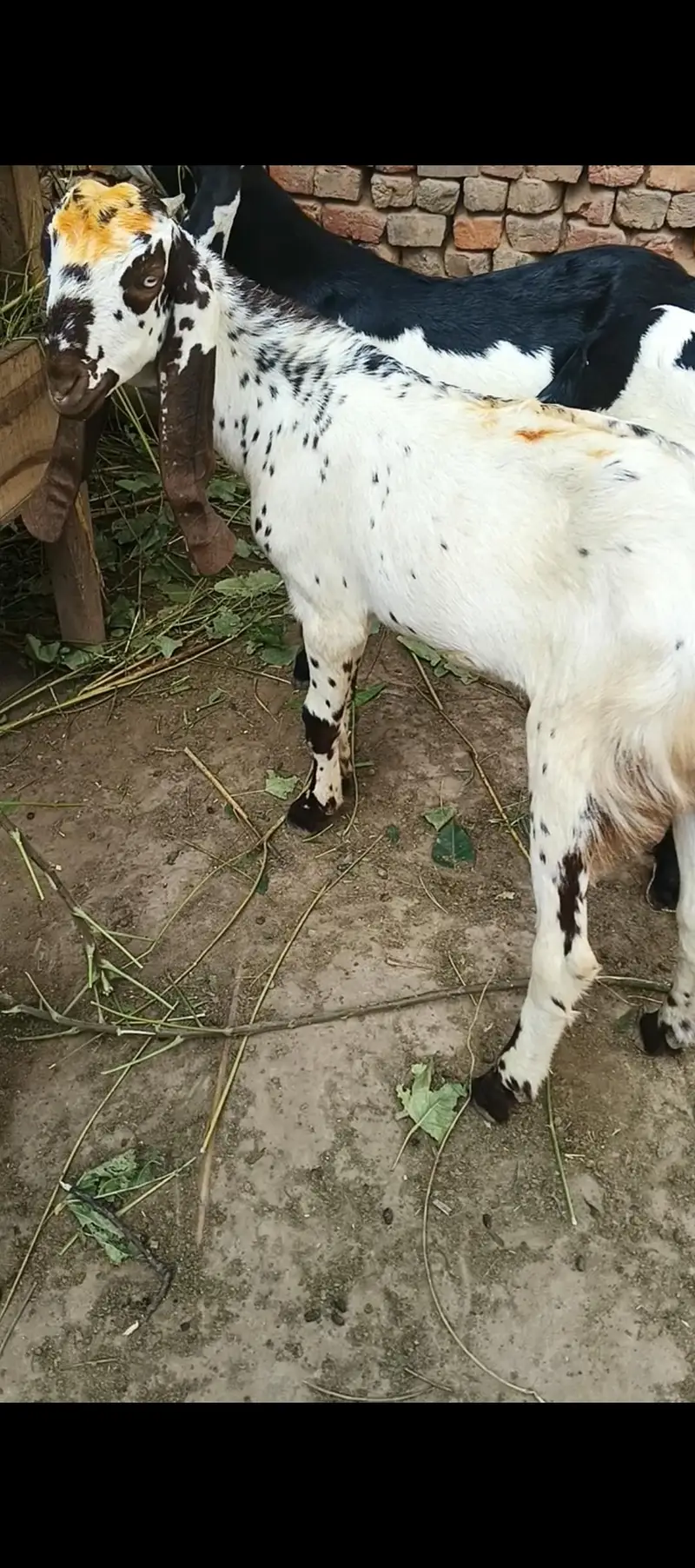 MashAlllah boht khubsurat Bakra 2027 ki qurbani k Liye best ha — photo 2