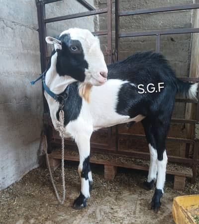 Abluck tedda bakra