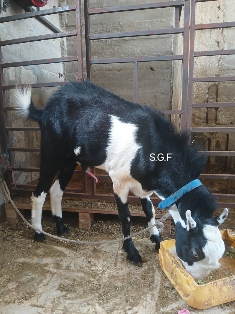 Abluck tedda bakra 1