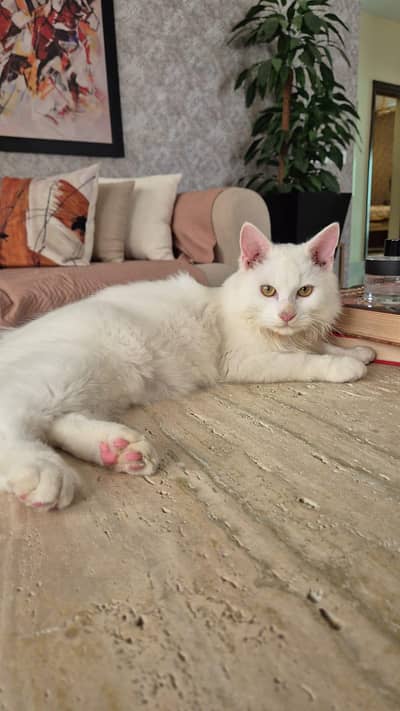 persian white cat  5.5 months old with all his accessories.
