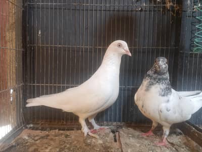 pigeons