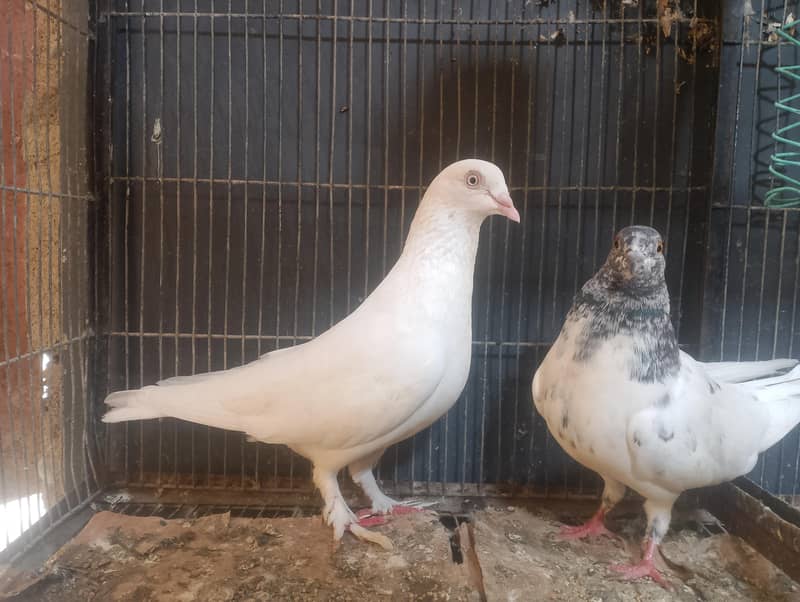 pigeons 0
