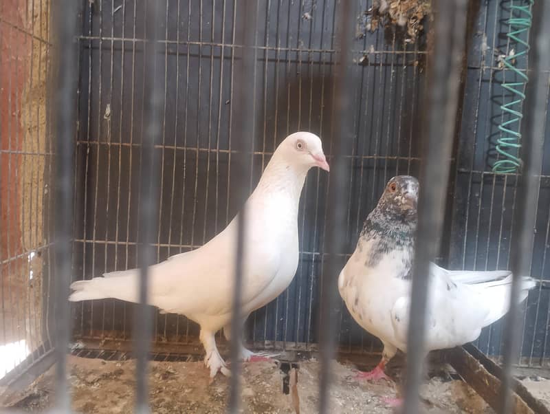 pigeons 1
