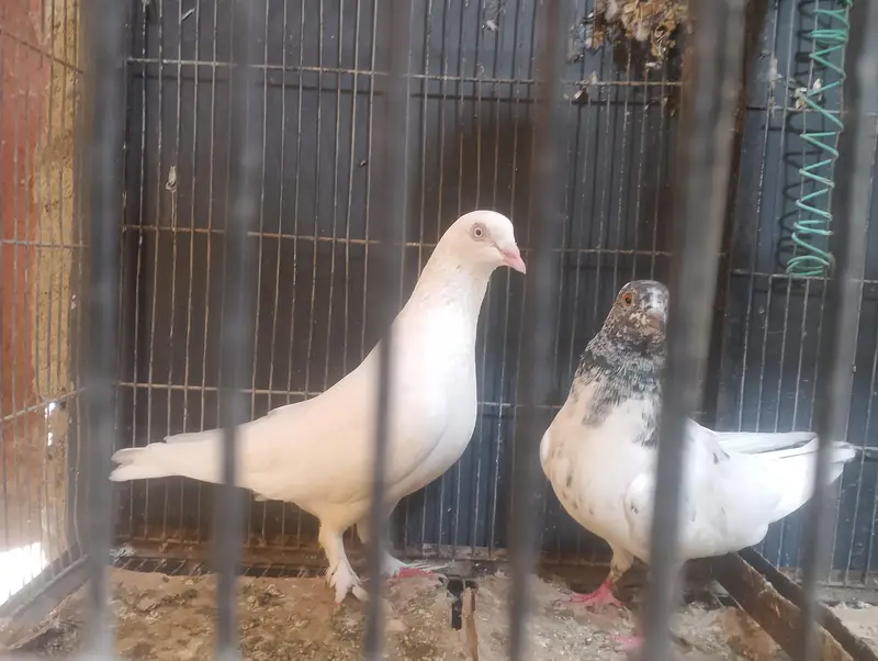 pigeons — photo 2