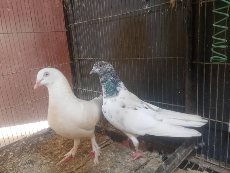 pigeons 2