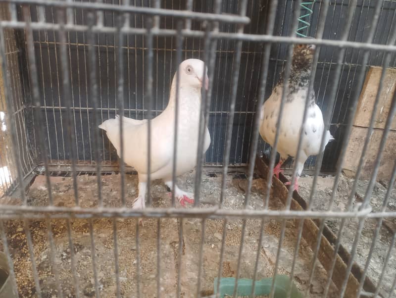 pigeons 3