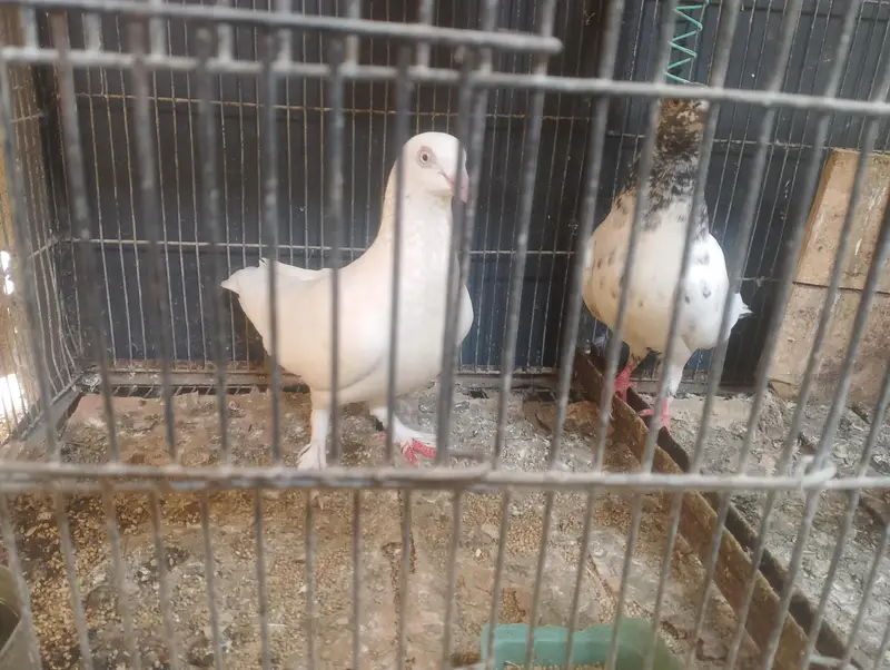 pigeons — photo 4