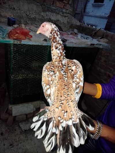 Heera