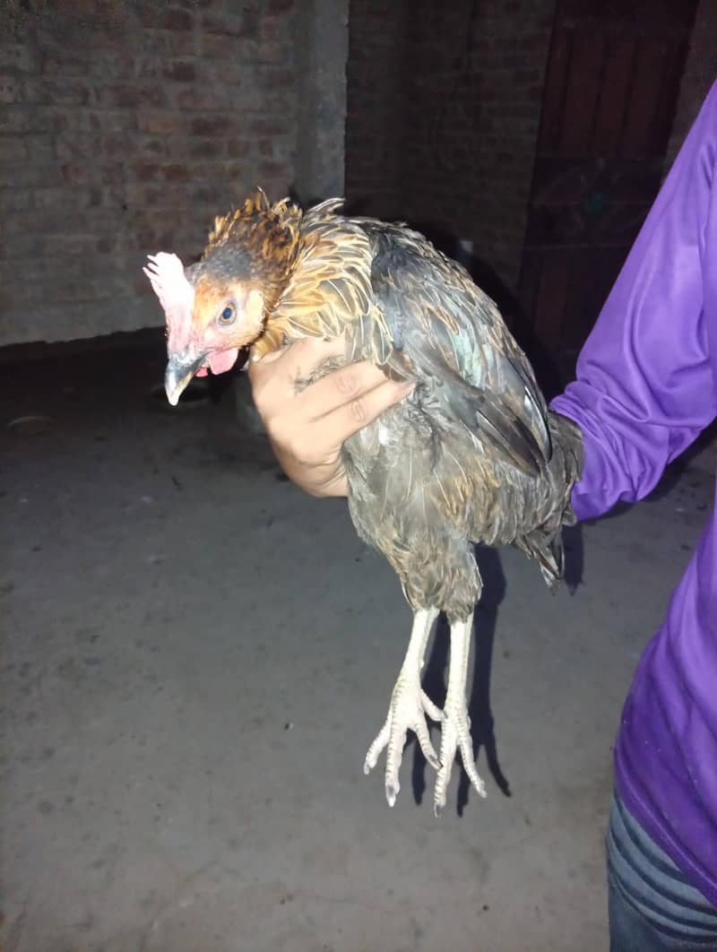 Heera 1
