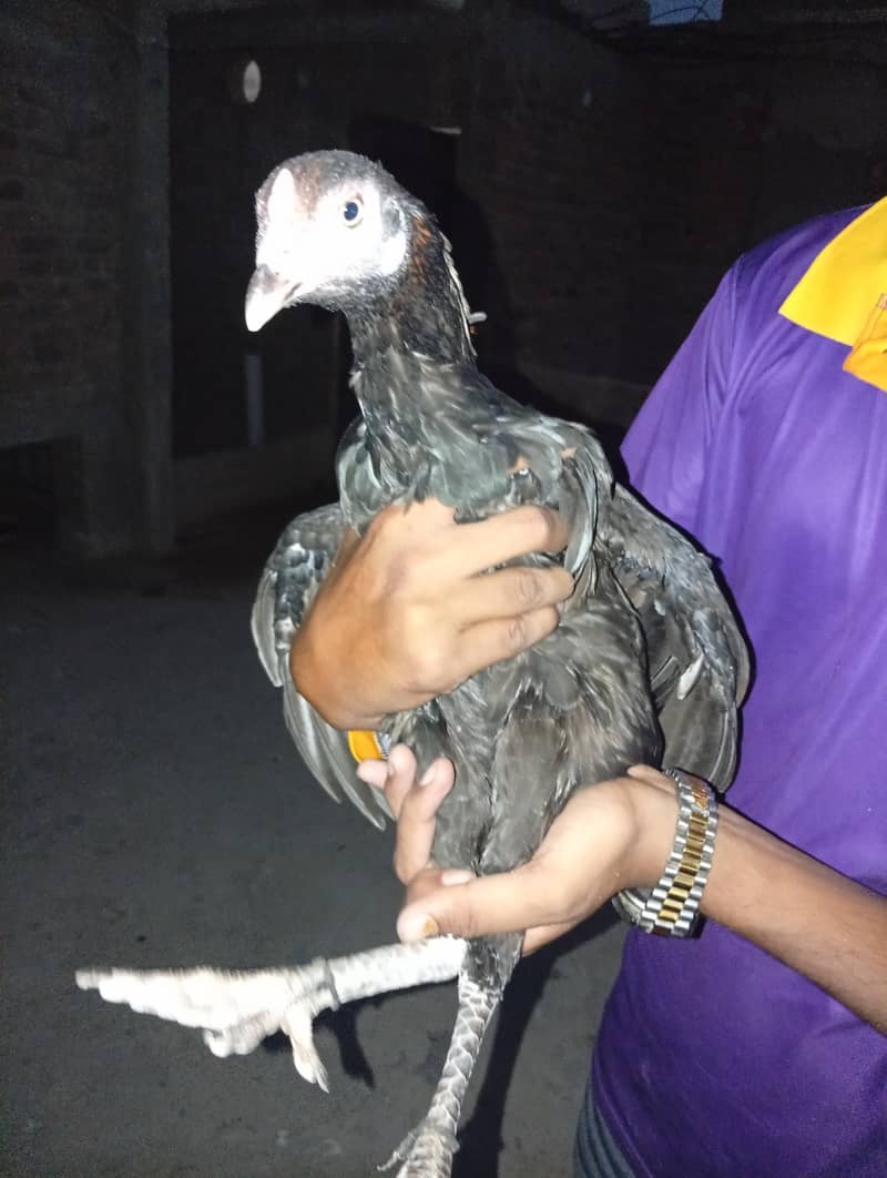 Heera 3