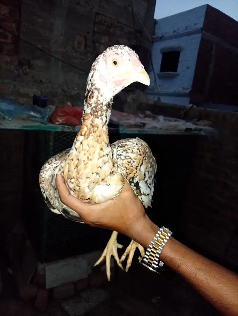 Heera — photo 7