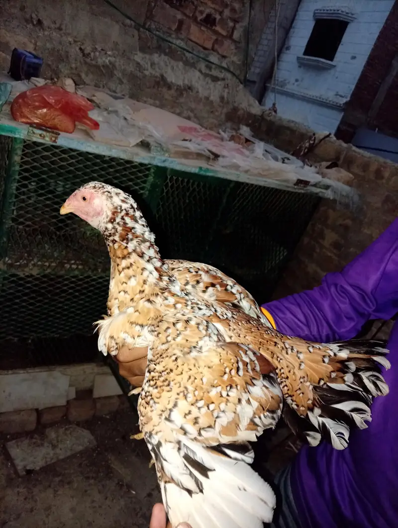 Heera — photo 8