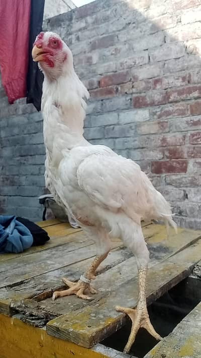Shamu white female breed