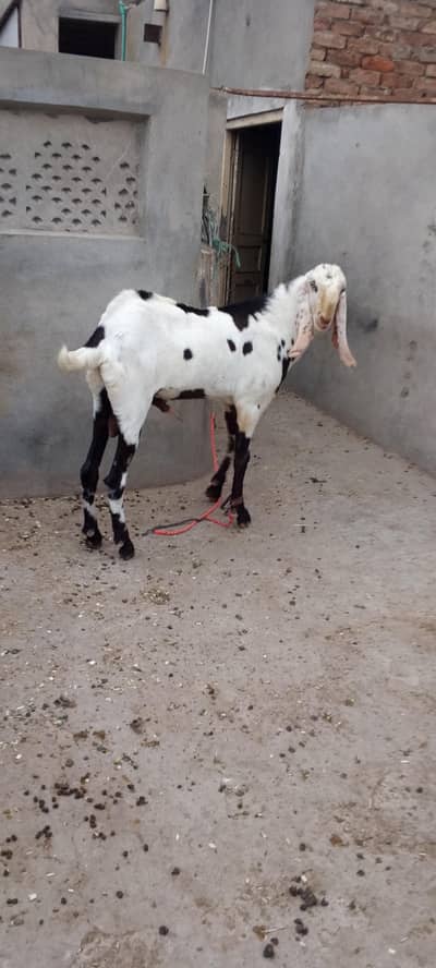 Breeder Bakra Bakri Cross