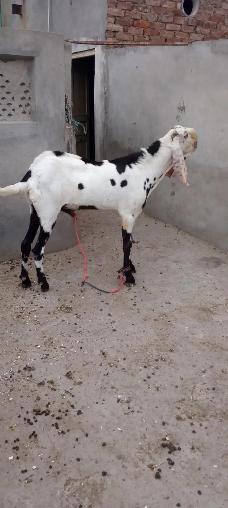Breeder Bakra Bakri Cross — photo 2