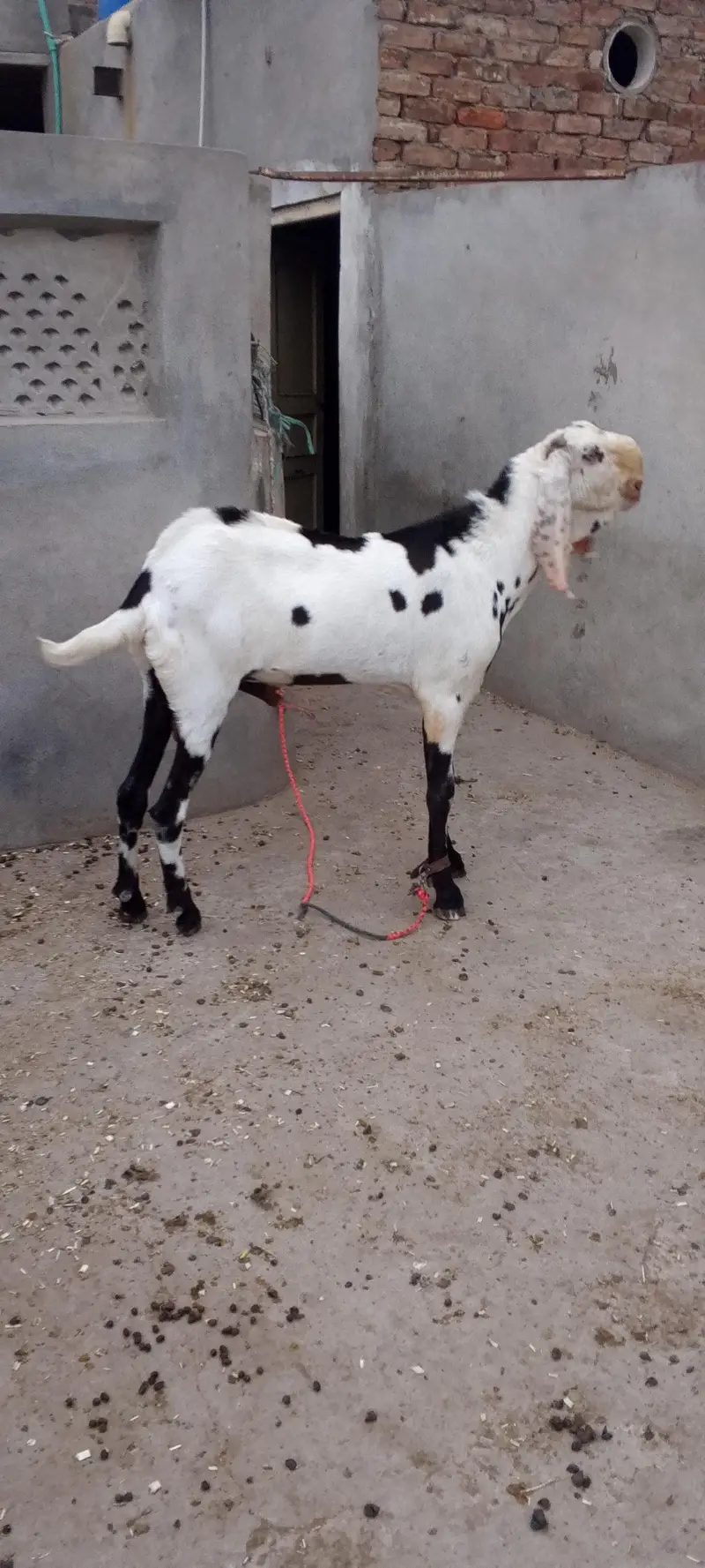 Breeder Bakra Bakri Cross — photo 3