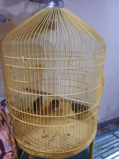 birds cage