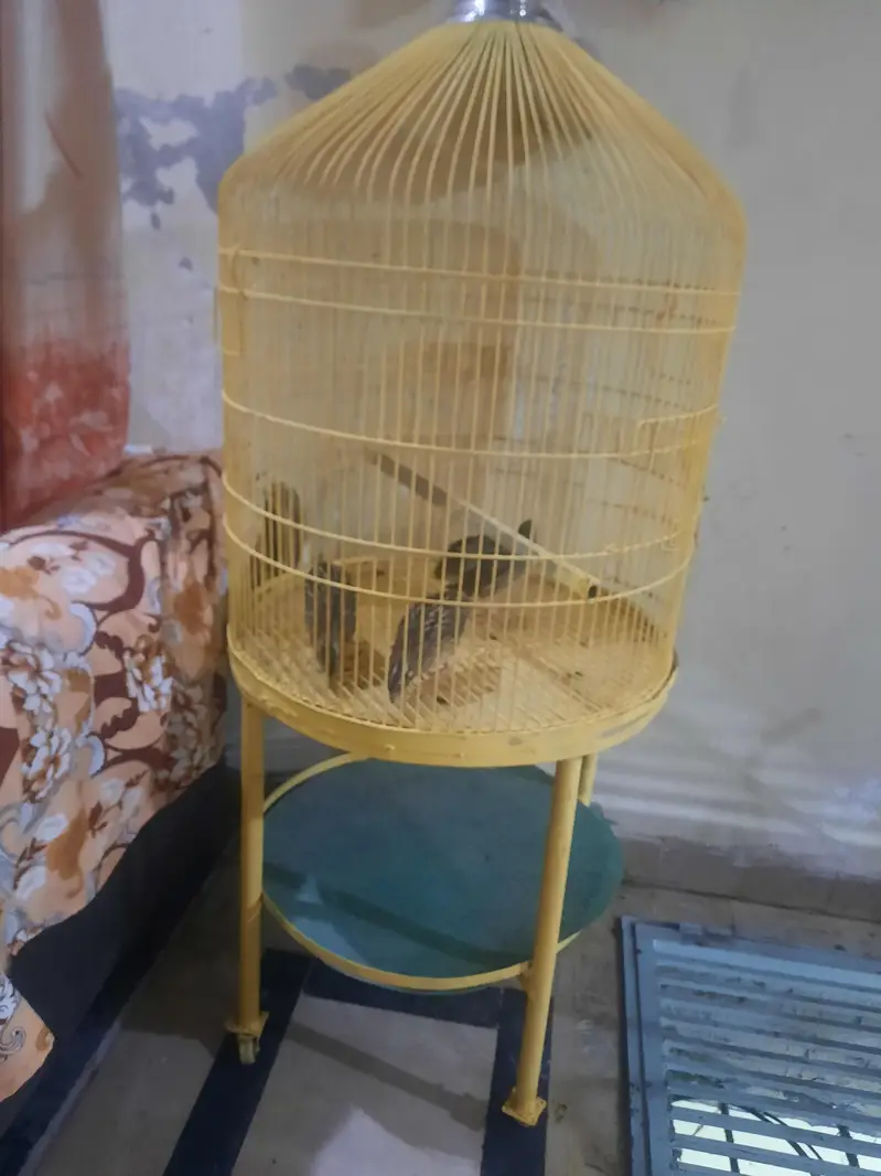 birds cage — photo 2