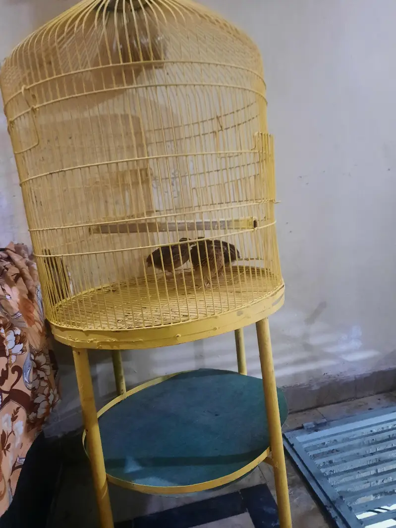 birds cage — photo 4