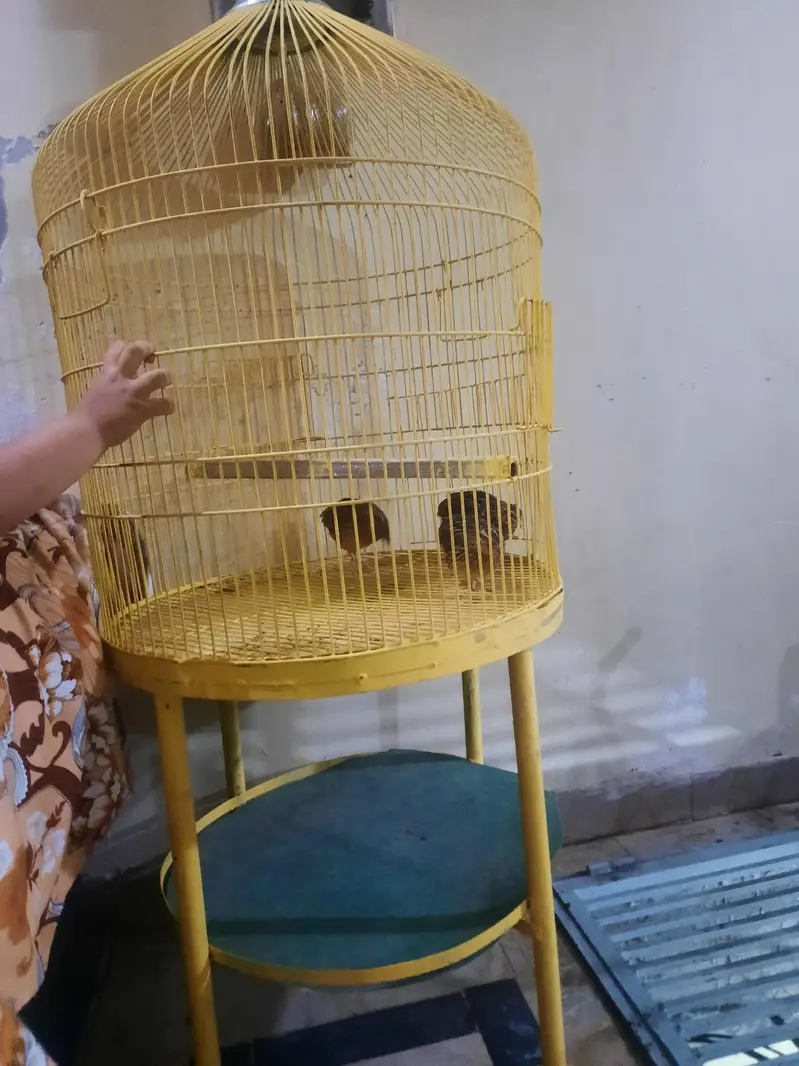 birds cage — photo 5