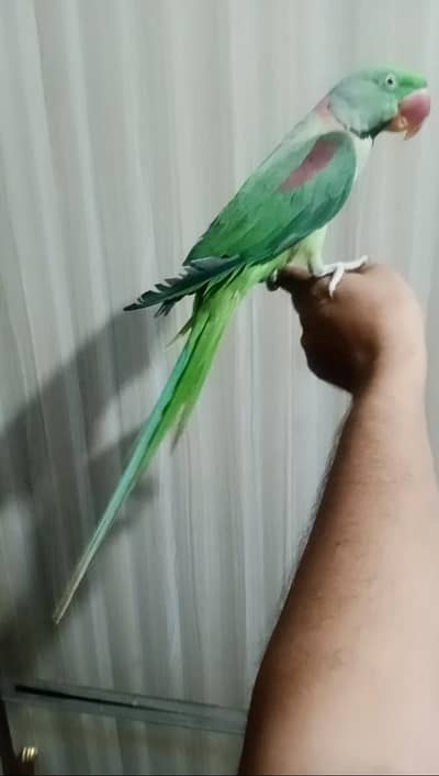 Handtamed male cargo possible healthy and active 0337,51,90,943
